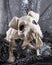 Scary Spider Skeleton Halloween decor isolated on black cobwebs