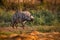 Scary striped hyena walks through the savannah in the rays of the setting sun. Dangerous predator and scavenger