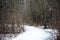 Scary winter woods trail creepy trees in Michigan