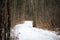 Scary winter woods trail creepy trees in Michigan