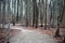 Scary winter woods trail creepy trees in Michigan