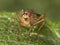 Scathophaga stercoraria, yellow dung fly