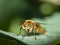 Scatophaga stercoraria fly on the leaf