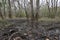 Scattered Branches and Wetland Trees