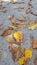 Scattered brown leaves on the ground