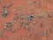 Scattered Desert Oak Seed Pods on Red Soil, Uluru, Northern Territory, Australia