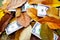 Scattered Dollar Bills Amongst Fallen Autumn Leaves