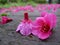 Scattered flowers in rain