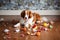 scattered garbage on kitchen floor with chewed dog toy