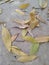 Scattered leaves,Broken leaves in spring stock footage
