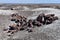 Scattered Preserved Slabs of Petrified Wood in Arizona