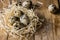 Scattered quail eggs in a straw nest on wood background, kinfolk style, Easter