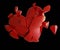 Scattered red heart shape. broken heart 3d rendering