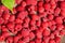 Scattered ripe raspberries