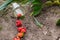 Scattered strawberry from glass beaker on the ground