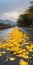 Scattered Yellow Leaves On A Dark Wet Road