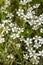 Scattering of blooming white flowers on flowers bed in garden, beautiful spring background of small delicate flowers.