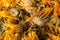 A scattering of dried flowers of medicinal calendula close up