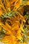 A scattering of dried flowers of medicinal calendula close up