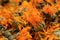 A scattering of dried orange flowers of medicinal calendula close up.