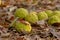 Scattering of Osage Oranges across a bed of fallen leaves