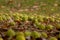 Scattering of Osage Oranges across a bed of fallen leaves