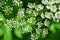 Scattering of small white flowers. On the background of green grass in the summer forest, macro photo. Nature seasonal background