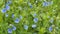 A scattering of wild blue flowers against the background of a green meadow