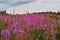 A scattering of wild flowers on blue sky background