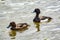 Scaup Bluebill - midsize ducks with a dark head, chest, and rump, with white flanks and undersides, and yellow eyes.