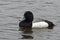 Scaup duck