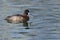 Scaup Duck Swimming in the Still Pond Waters