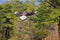 Scavenger bird flying, known as caracara