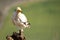 Scavenger Egyptian vulture 