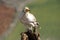 Scavenger Egyptian vulture in castilla fields