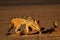 Scavenging black-backed Jackal