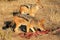 Scavenging black-backed Jackals