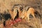 Scavenging black-backed Jackals