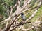 Sceery of Masked woodswallow on a branch (Todiramphus Sanctus)