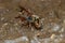 Sceliphron curvatum,  mud-dauber invasive wasp is collecting mud for nest