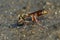 Sceliphron curvatum,  mud-dauber invasive wasp is make  mud ball for nest