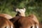 Scenario of herd of African antelopes wildlife living wildly in the African savannah in freedom and naturally