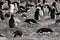 Scene of adelie penguin colony with nesting adults