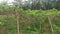 Scene around the passiflora edulis agriculture farm