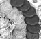 Scene with an assortment of baking, original Nuremberg gingerbread cookies