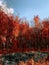 Scene of autumn landscape and colorful trees from Piatra Neamt, Romania