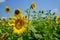 Scene of bright beautiful yellow fresh sunflower landscape field showing soft petal, green stem, leaves with blue sky background