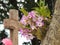 Scene in a cemetery: pink orchids dendrobium nobile growing on a tree trunk.