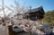 Scene of cherry blossom trees Sakura by a lamp post on a sunny spring day & the majestic Japanese building