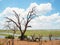 Scene of dried tree trunk on savannah sand ground with river landscape, blue sky and white cloud background, Chobe national park